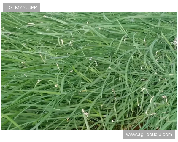 斗球tv电视版下载安装常见问题解答与解决方案，避免安装过程中遇到的困扰